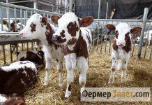Содержание телят