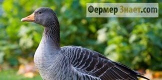 Гусыня ландской породы