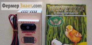 Терморегулятор для инкубатора