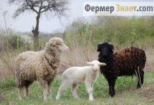 Овцы мясных пород