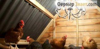 Освещение курятника