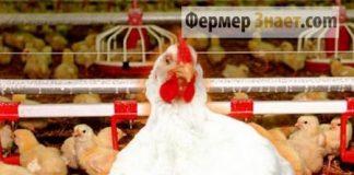 Выращивание бройлеров
