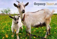 Коза с козленком