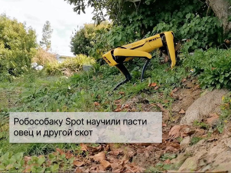 Кибердеревня на самом деле куда ближе, чем кажется. Мы сейчас не про сериал от «Кинопоиска», а про настоящих роботов, которых придумали ученые для сельского хозяйства. Сейчас уже никого не удивить роботами для прополки, а беспилотники вовсю сканируют и обрабатывают поля. Но встречаются и удивительные разработки. О необычных и даже странных роботах рассказываем в подборке Shopper’s.