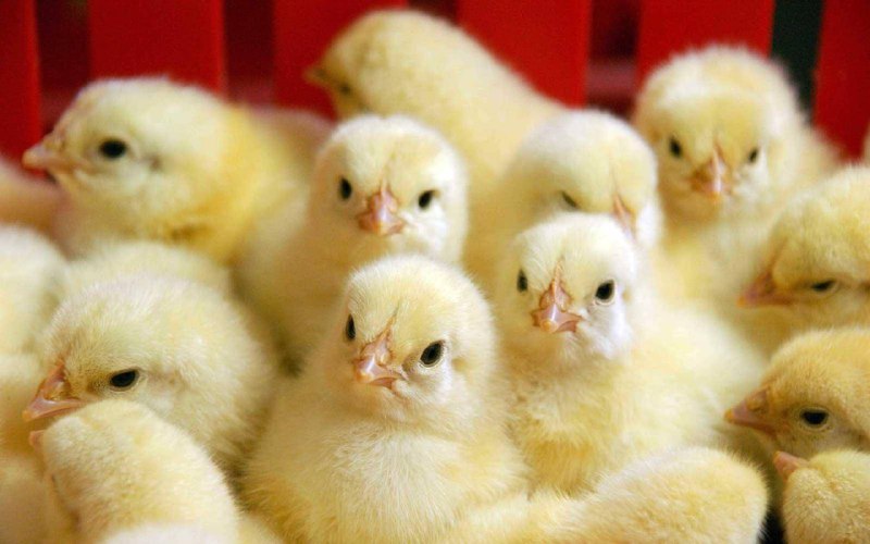 На Чукотке развивают птицеводство