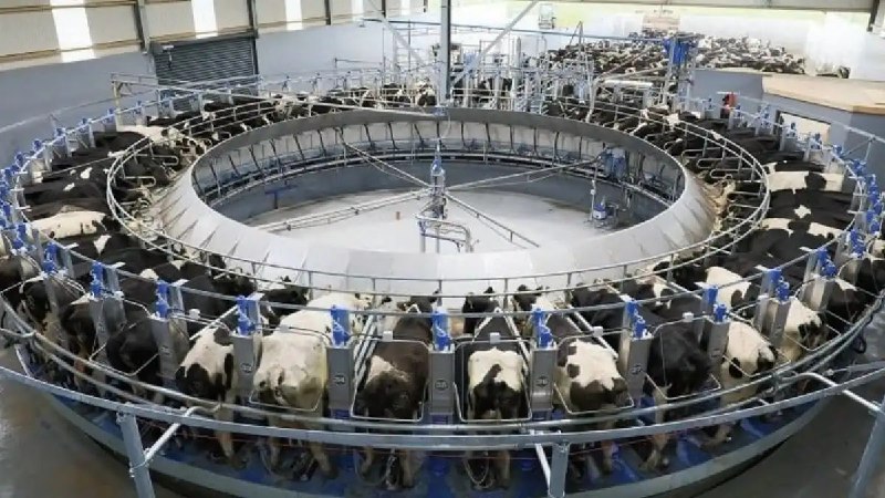В Красноярском крае построят самую большую роботизированную ферму