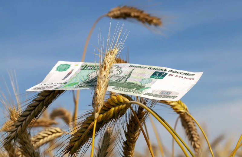 Минсельхоз решил провести закупочные интервенции на зерновом рынке до конца 2023 года с целью поддержки уровня цен для сельхозтоваропроизводителей.