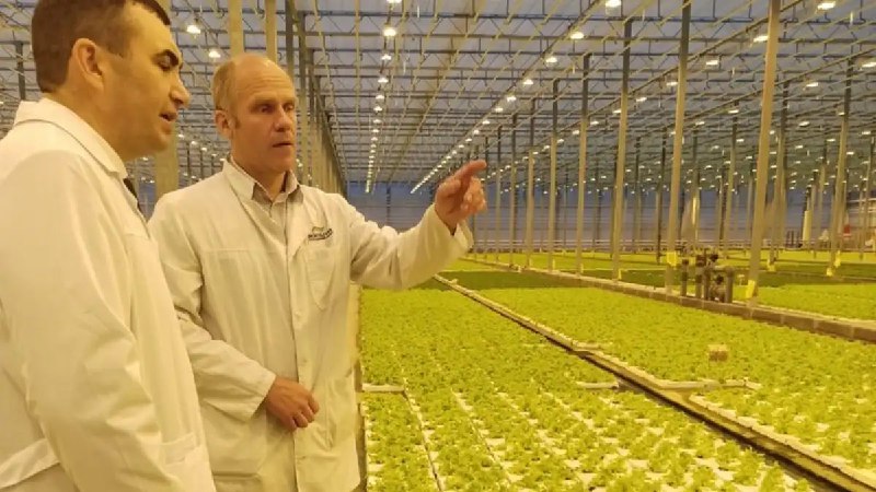 В Ленобласти готовятся к открытию нового тепличного комплекса