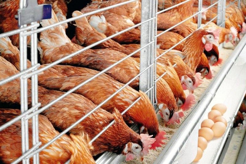 Владельцы птицефабрик увеличат выпуск продукции
