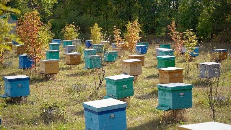 Число бортевых пчелосемей в Башкирии планируют довести до 5 тысяч