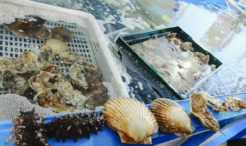 В Приморье активно развивается выращивание морского гребешка и трепанга