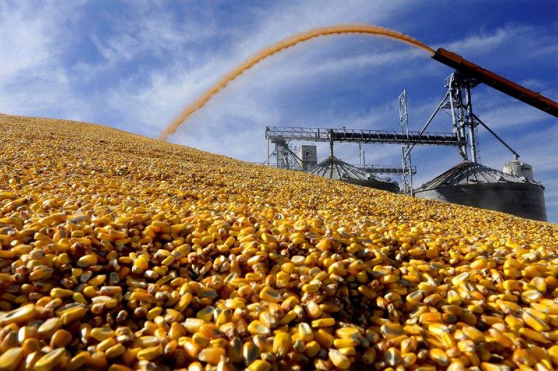 В России выросло потребление кукурузы на корм