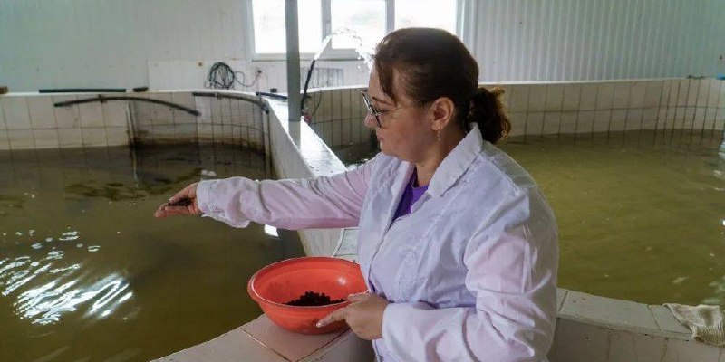 В КубГАУ разработали первый капсулированный лечебный корм для рыб
