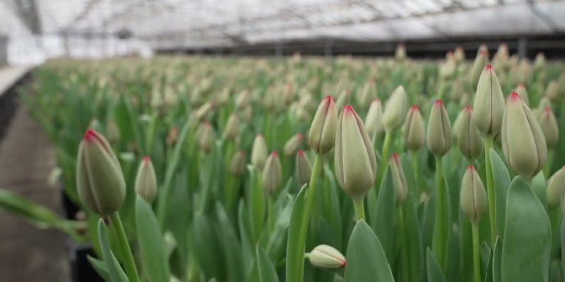Более 17 млн цветов вырастили к 8 марта в Подмосковье