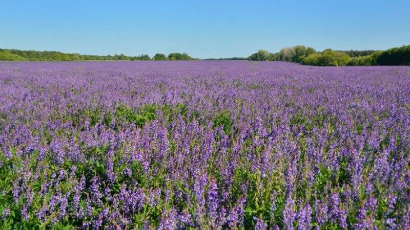 В ДНР набирает обороты заготовка люцерны