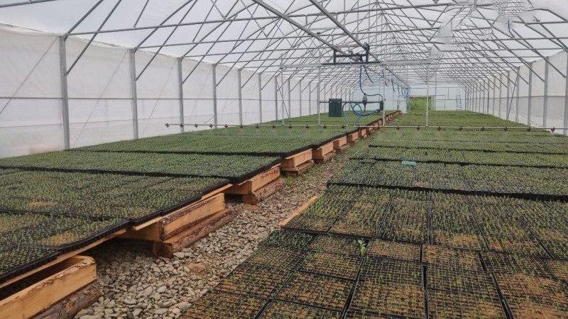 Свыше 3,5 млн саженцев ценной даурской лиственницы вырастят в Хабаровском спецхозе