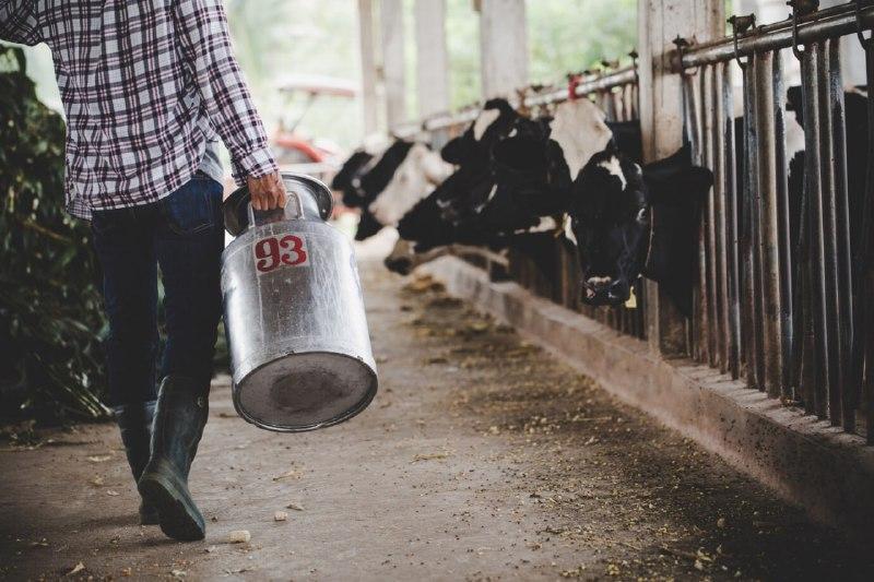Производство молока в Ярославской области выросло на 5,8%