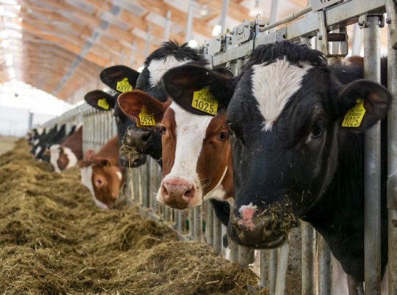 Животноводы Башкортостана наращивают производство продукции