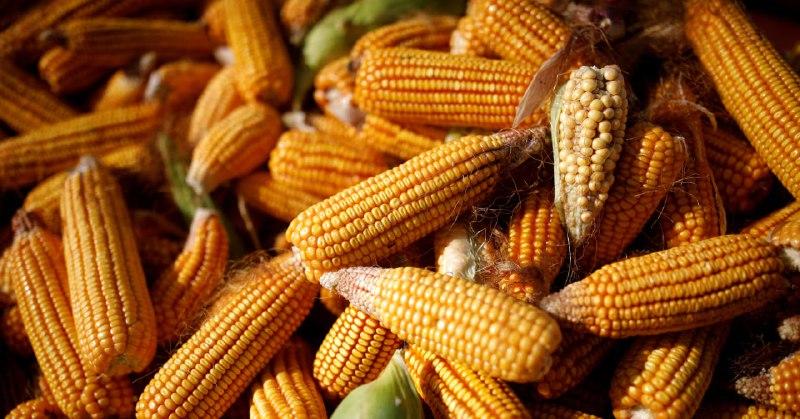 Экспорт кукурузы могут ограничить