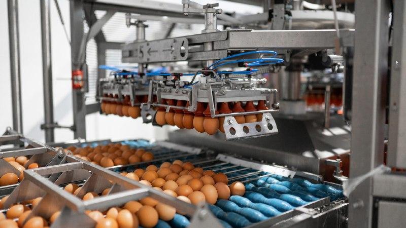 Группа компаний «Лето» планирует пятикратно увеличить производство яиц