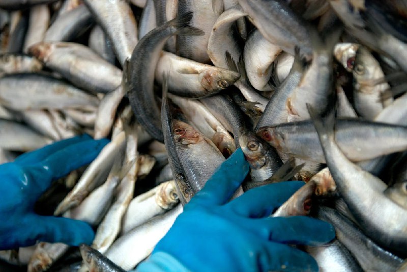 Бразилия открыла рынок для ещё одной российской компании по рыбопродукции
