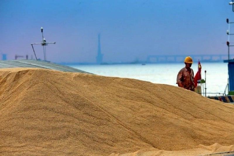 Россия стала крупнейшим поставщиком пшеницы в Египет летом 2025 года
