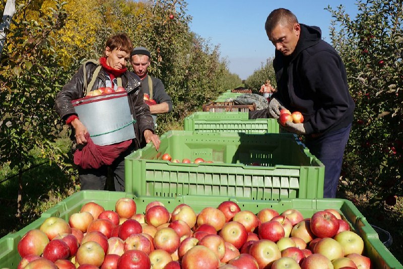 Индия заинтересовалась российскими яблоками
