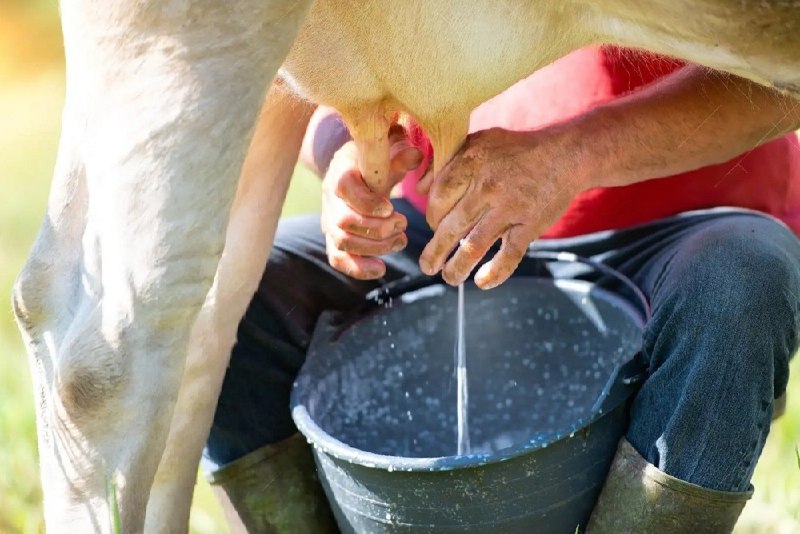 Молочная продуктивность коров в 2025 году выросла более чем на 4%