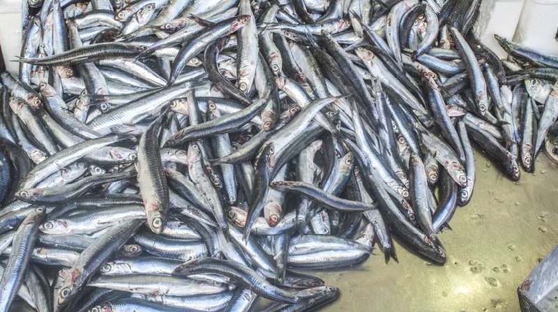 ЦОЭ Россельхозбанка подвёл итоги вылова водных биоресурсов РФ за 2025 год