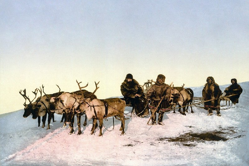 В России введут ежегодные субсидии на развитие оленеводства