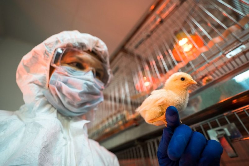 ФГБУ «ВНИИЗЖ» зарегистрирована новая моновалентная вакцина против гриппа птиц подтипа H7