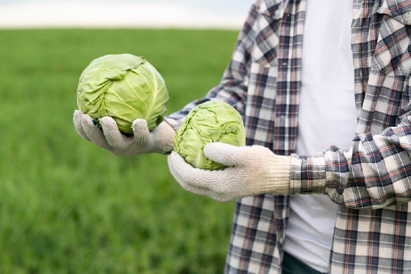 В Краснодарском крае рассчитывают расширять поставки продукции АПК в Китай