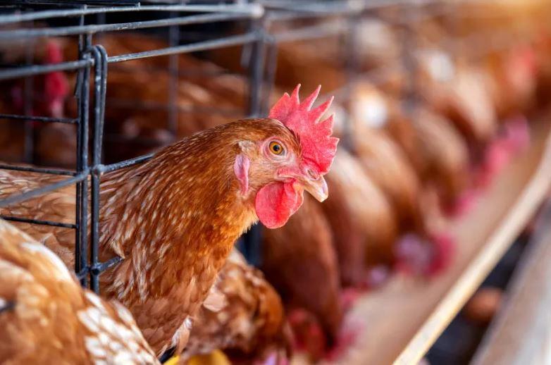Глифосат может влиять на репродуктивное долголетие кур
