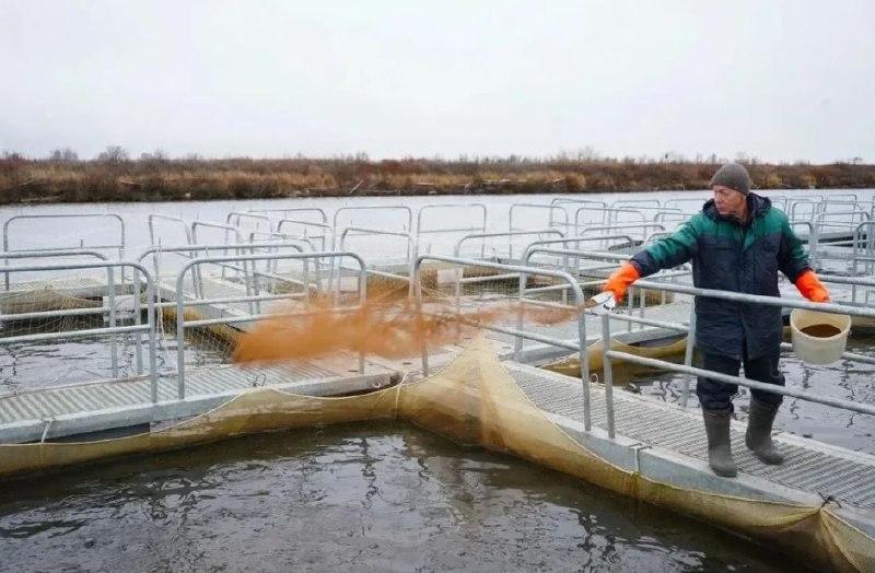 В ЯНАО выпустили в реку Таз 125 тысяч особей чира