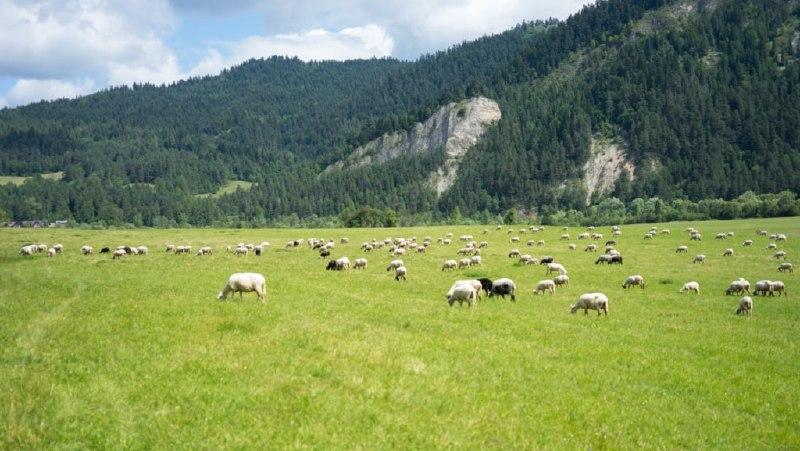 В России около 34 млн га пастбищ подвержены деградации