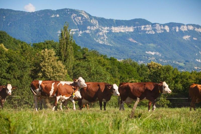В Карелии стоимость сельхозпродукции достигла 7,5 млрд рублей