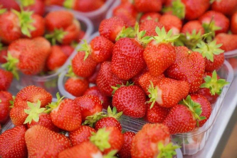 В Ивановской области кооператив планирует перерабатывать клубнику