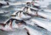 Россия нарастила выручку от экспорта рыбопродукции в Китай на 54%