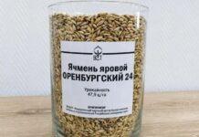 Специальный степной сорт ярового ячменя вывели оренбургские ученые Специальный степной сорт ярового ячменя вывели оренбургские ученые