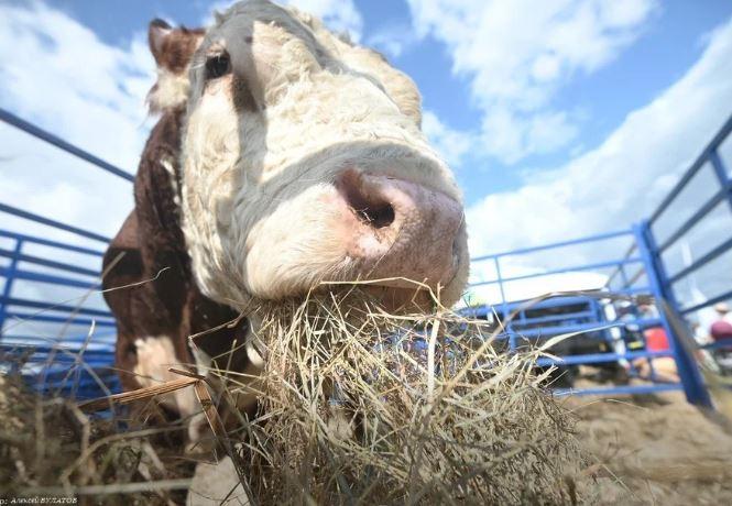 В Крыму продадут на аукционе 7,7 тыс. голов крупного рогатого скота
